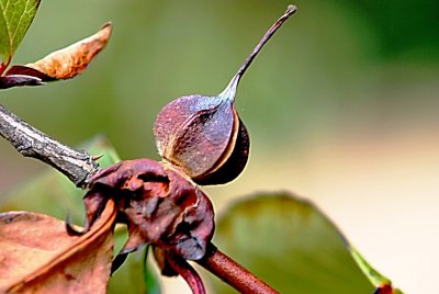Stewartia pseudocamellia - stewartie kaméliovitá - zrající plod